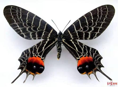 俄罗斯的国蝶图片