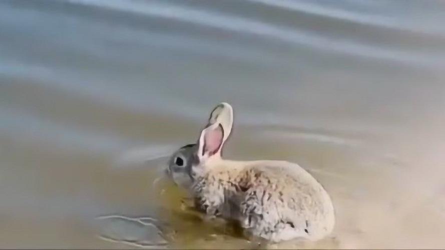 兔子会游泳吗