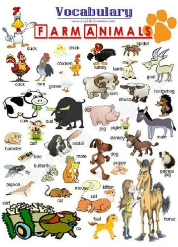 动物世界英语单词