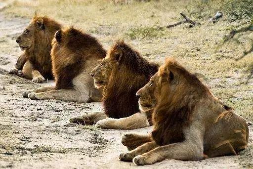 四头狮子