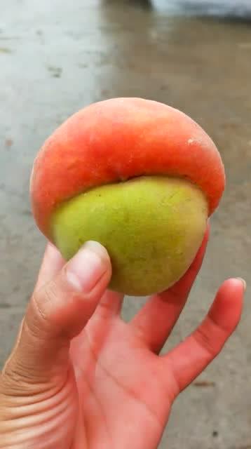 桃子像什么
