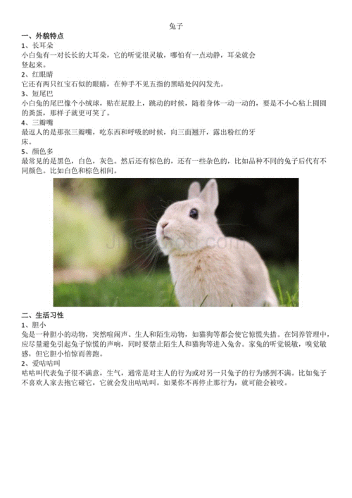 小白兔的资料的相关图片