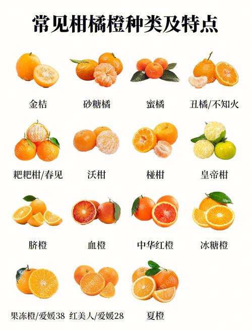 橘子的介绍的相关图片