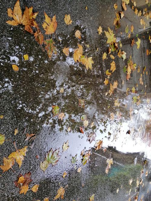 深秋的雨的相关图片