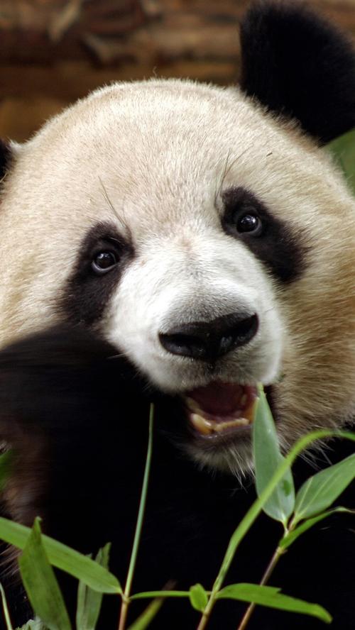 熊猫吃竹子的相关图片