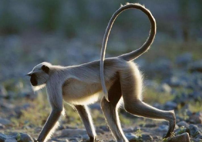 猴子的尾巴像什么的相关图片