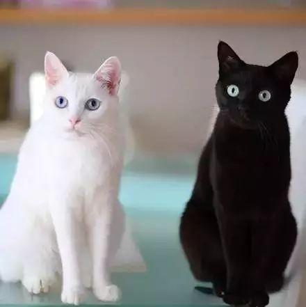 白猫和黑猫的相关图片