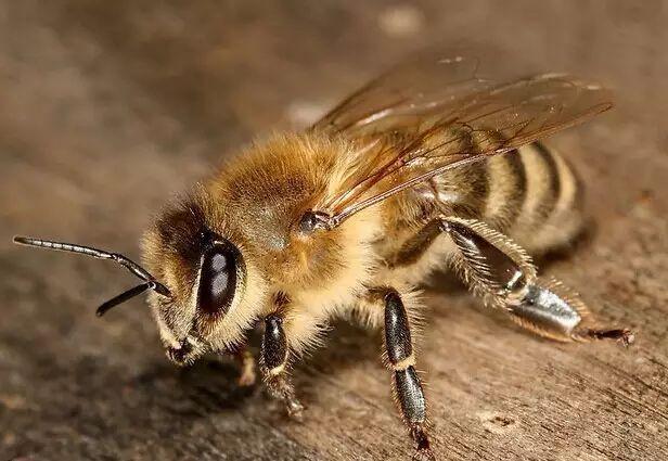 什么的蜜蜂