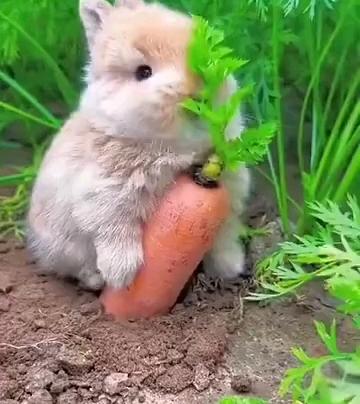 兔子吃胡萝卜的相关图片