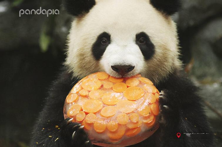 熊猫吃什么的相关图片