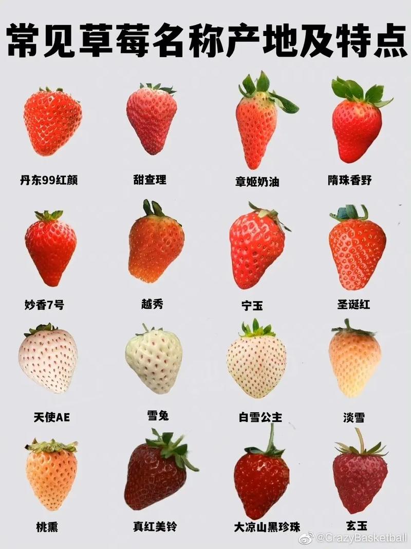 草莓的资料的相关图片
